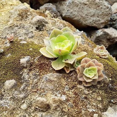 La Sabina 샬레 Guarazoca